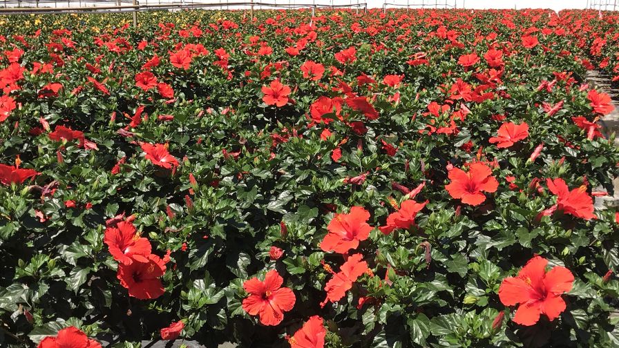 Red Tradewinds hibiscus Aris Horticulture