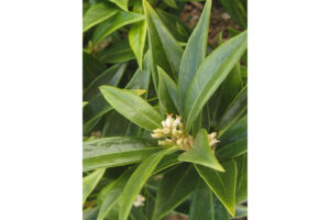 <i>Sarcococca hookeriana</i> ‘Fragrant Valley’ 