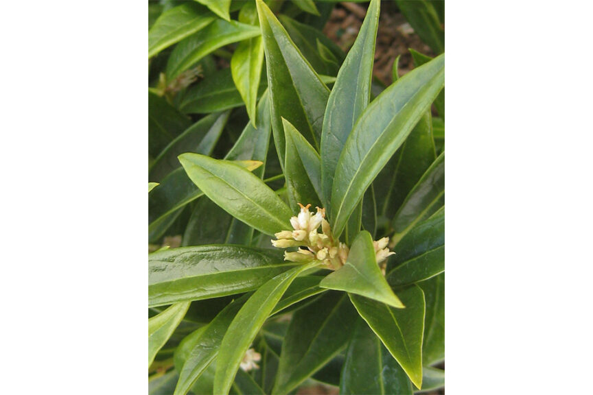 <i>Sarcococca hookeriana</i> ‘Fragrant Valley’ 