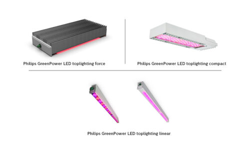 Signify Expands Toplighting Range With Goal of Increasing Greenhouse Yields