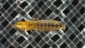 New Screens Keep Greenhouse Insects at Bay