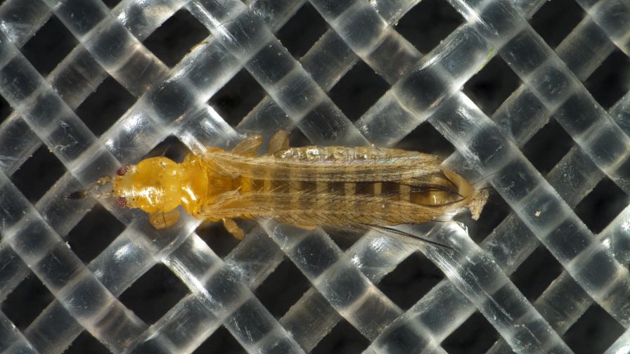Svensson Thrips Xsect Xtreme Netting insect screens
