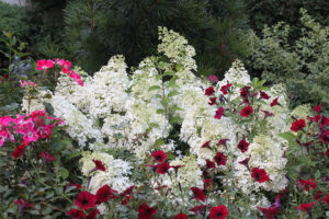 <i>Hydrangea paniculata</i> ‘Bobo’ 
