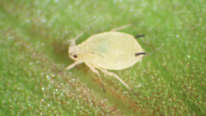 Experts Dish on the State of Biologicals in the Greenhouse