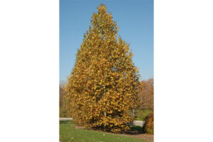 <i>Platanus x acerfolia</i> ‘Exclamation!