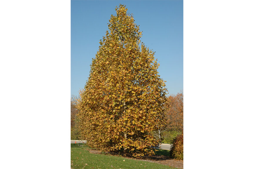 <i>Platanus x acerfolia</i> ‘Exclamation!
