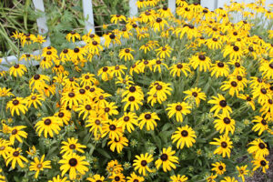<i>Rudbeckia</i> ‘American Gold Rush’ 