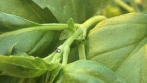 Find Success With Biologicals in Leafy Greens