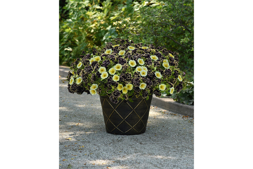 <i> Petunia </i> ‘Bee’s Knees’ (Ball FloraPlant) 