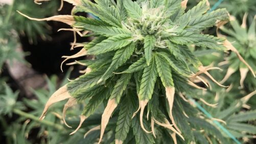 Three Tips for Effectively Troubleshooting Cannabis Plant Problems