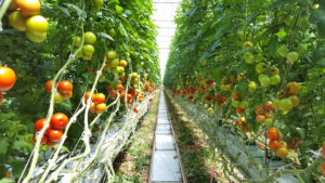 Ways Automation Can Help You Reduce Costs and Solve Labor Challenges