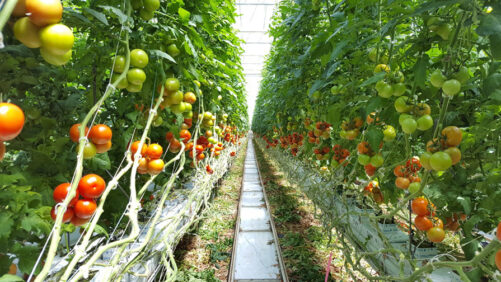 Ways Automation Can Help You Reduce Costs and Solve Labor Challenges