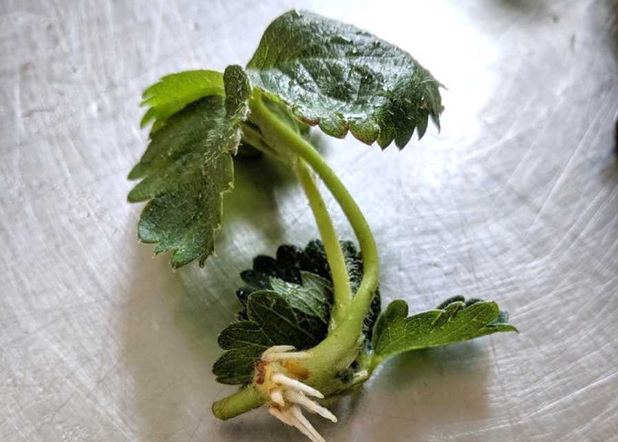 Strawberry plantlet with peg roots harvested from a runner
