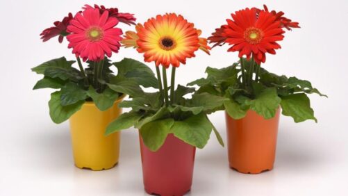 Blooming Potted Plants Archives - Greenhouse Grower