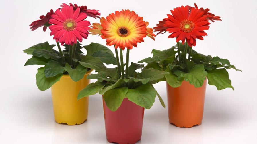 Gerbera Colorbloom