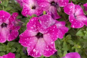 <i> Petunia </i> ‘Headliner Enchanted Sky’ (Selecta One)  
