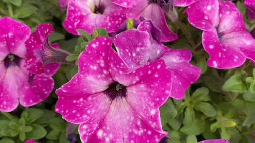 California Summer Trials 2021 Varieties Preview: Petunias, Calibrachoas, and Petchoas [Slideshow]