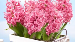 Heavenly Hyacinth Bulbs bulb shortage