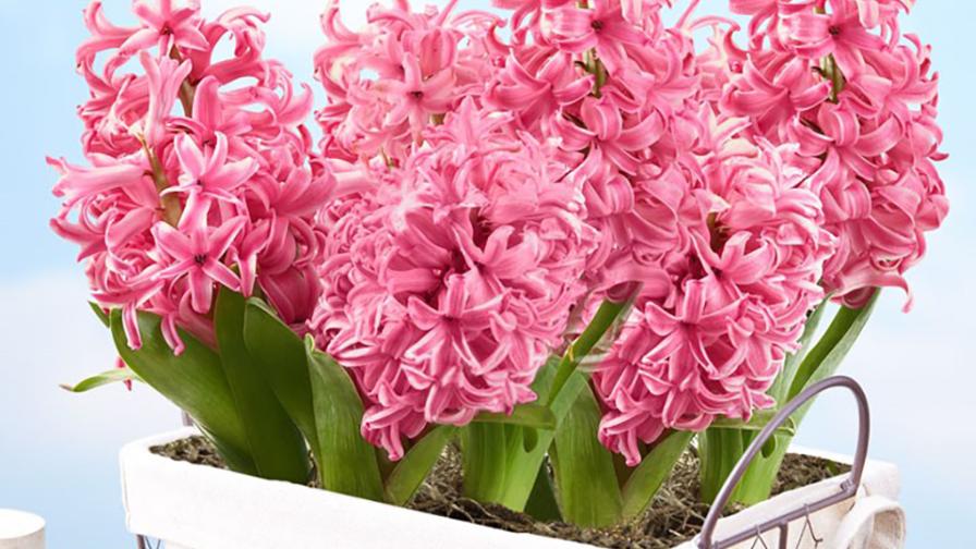 Heavenly Hyacinth Bulbs