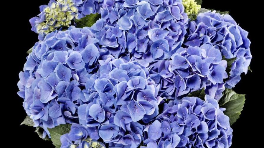 Hydrangea Sarena Blue