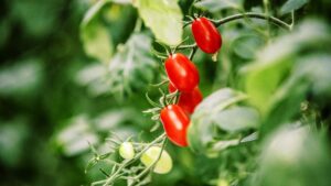 Why Growing Tiny Tomatoes Could Yield Big Profits for Urban Ag