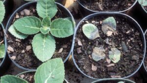13 New Horticulture Research Projects You Need to Know About