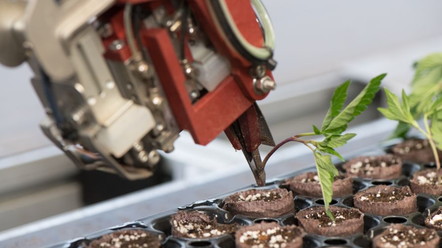 Robot sticking hemp cutting, Dutch Heritage, Royale Botanicals Web