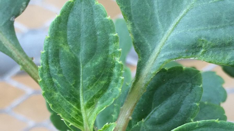Thrips injury on impatiens in the greenhouse
