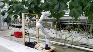 New Partnership Will Advance Automation for Greenhouse Vegetable Growers