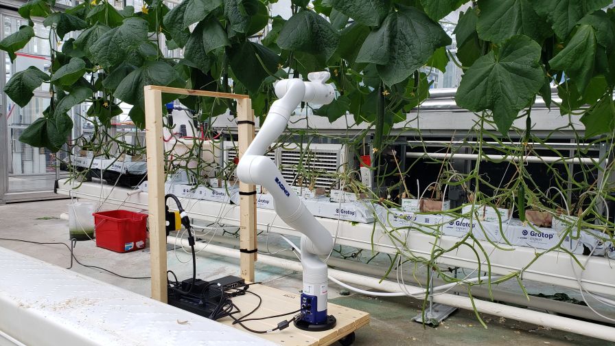 Vineland Robotic cucumber harvester