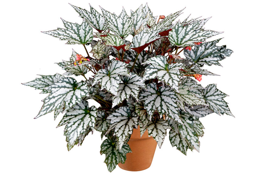 <i> Begonia </i> 'HOLIDAY Jolly Holly'