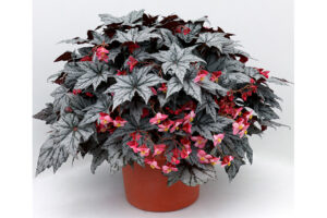 <i> Begonia </i> 'HOLIDAY New Year's Eve'