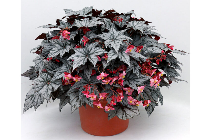 <i> Begonia </i> 'HOLIDAY New Year's Eve'