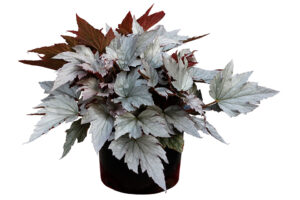 <i> Begonia </i> 'HOLIDAY Silver Bells'