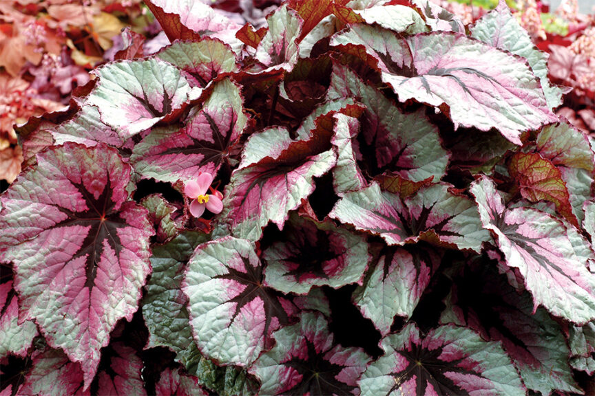 <i> Begonia </i> 'T REX First Blush'