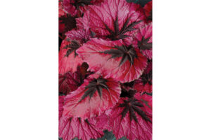 <i> Begonia </i> 'T REX Ruby Slippers'