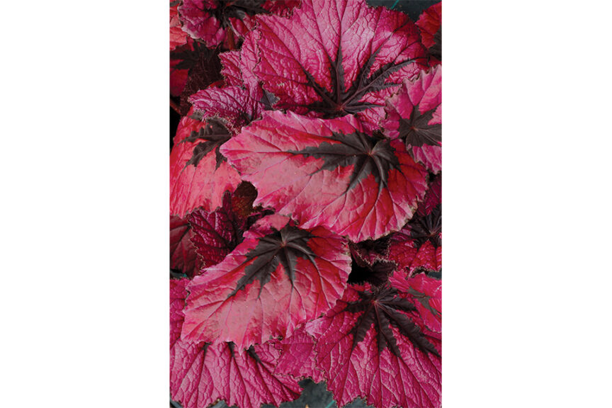 <i> Begonia </i> 'T REX Ruby Slippers'