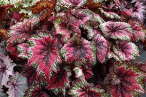 <i> Begonia </i> 'T REX St. Nick'