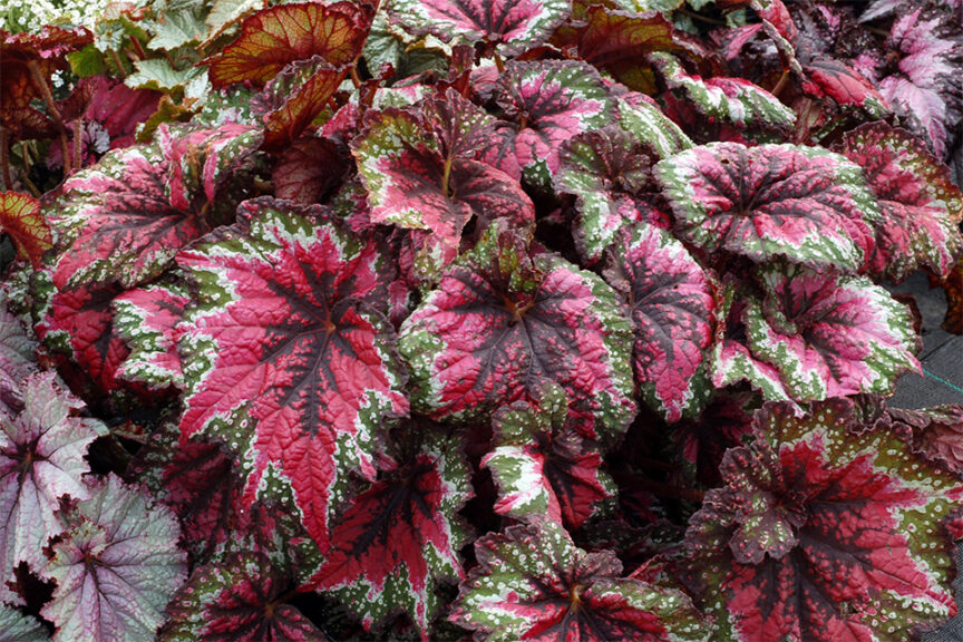 <i> Begonia </i> 'T REX St. Nick'