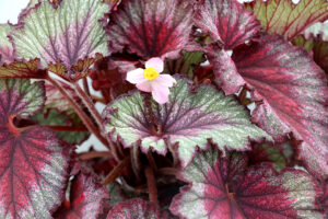 <i> Begonia </i> 'T REX Stardust'