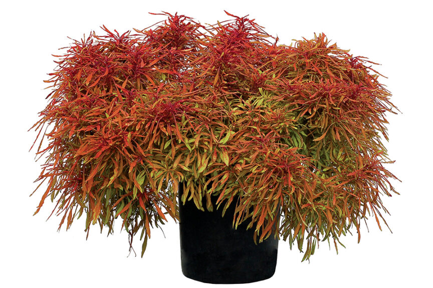 <i> Coleus </i> 'FANCY FEATHERS Copper'
