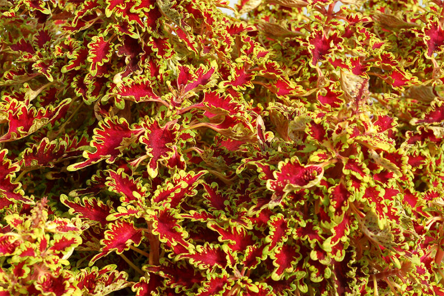 <i> Coleus </i>  'TERRA NOVA Lovebird'