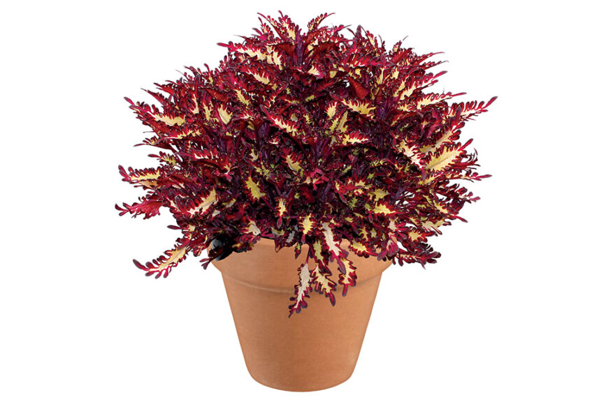 <i> Coleus </i>  'TERRA NOVA Macaw'
