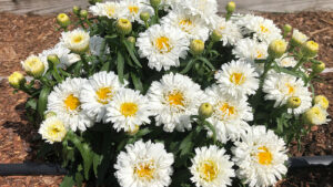 California Summer Trials 2021 Varieties Showcase: Leucanthemums [Slideshow]