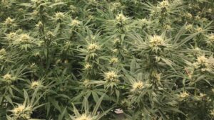 Cannabis Pest Management Tips Are a Click Away