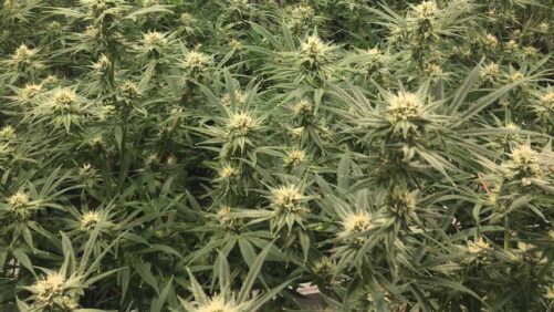 Cannabis Pest Management Tips Are a Click Away