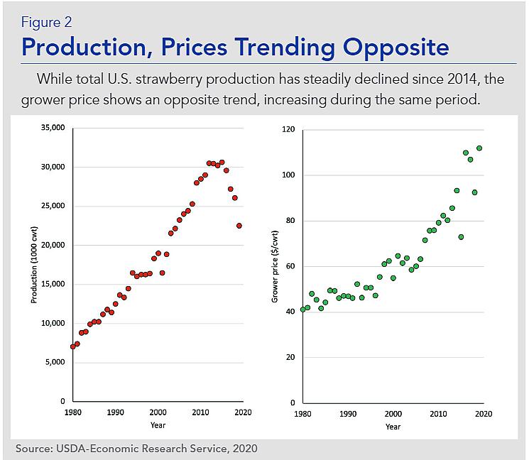 Greenhouse strawberry production pricing trends graphic