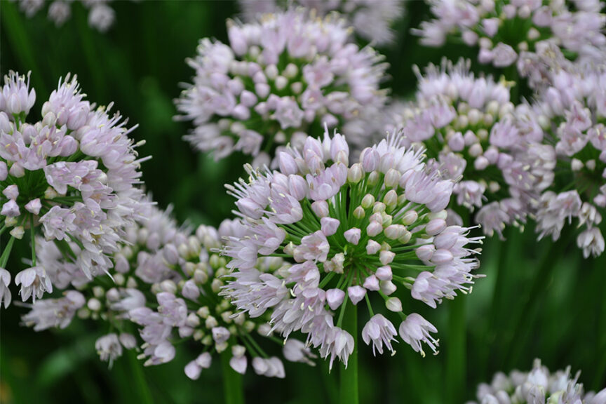 	Allium ‘Summer Beauty’ from Stonehouse Nursery, LLC