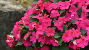 New Shade-Loving Plants Set to Debut at California Summer Trials 2021