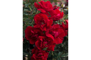 ‘Brick House’ (Star Roses and Plants)